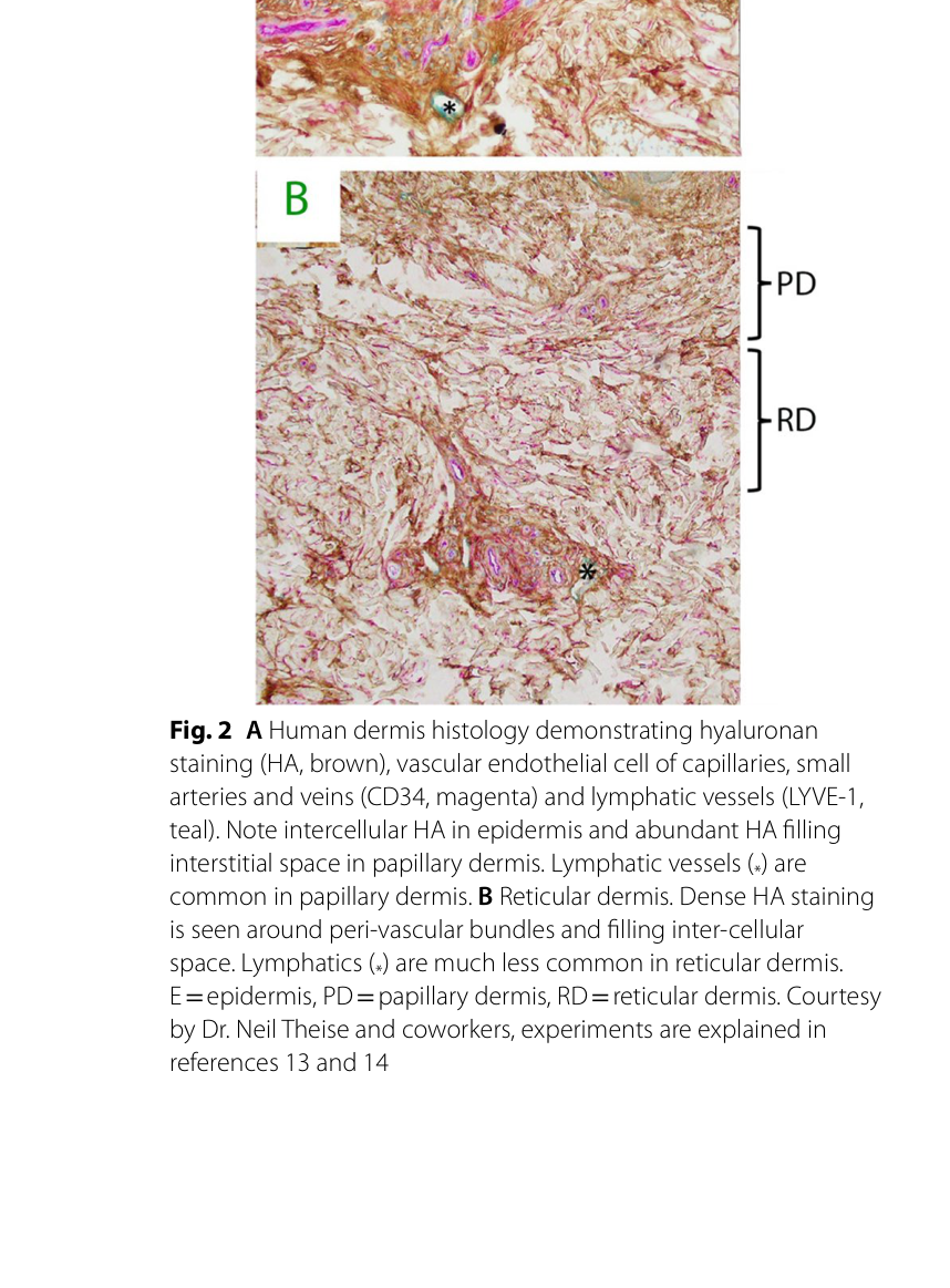 Figura 2 — Histologia da derme humana